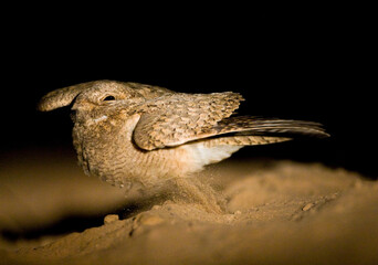 Egyptische Nachtzwaluw; Egyptian Nightjar; Caprimulgus aegyptius