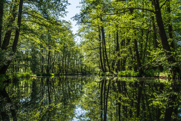 Water canal in the biosphere reserve Spree forest (Spreewald) in the state of Brandenburg, Germany