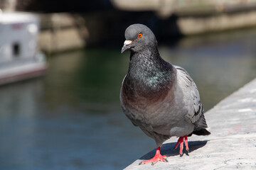 Slow travel Paris - finding the details: City pigeon strolling on a wall on the embankments of the Seine River