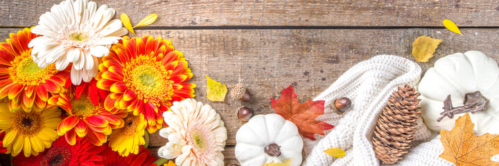 Cozy autumn background with with colorful flowers, red yellow leaves, white pumpkins and warm plaid, sweater on rustic wooden background. Fall, thanksgiving day concept. Flat lay, top view, copy space