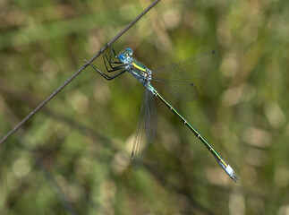 Gewone Pantserjuffer, Emerald Damselfly, Lestes sponsa