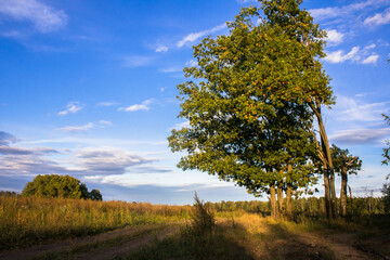 Fototapeta na wymiar old oaks, illuminated by the rays of the setting autumn sun.a small oak grove at the edge of the field