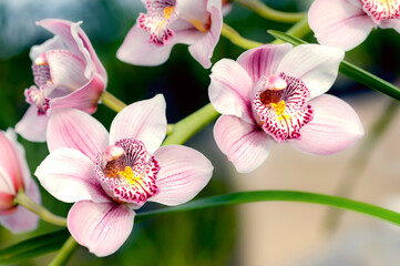 pink orchid flowers in garden