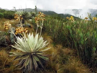Fototapeten Espeletia grandiflora, Chingaza National Park, Cundinamarca Department, Colombia © AGAMI