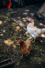 Chicken walks on the farm. The chicken runs away from the rooster. Chicken farm