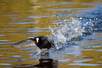 Eurasian Coot, Meerkoet, Fulica atra