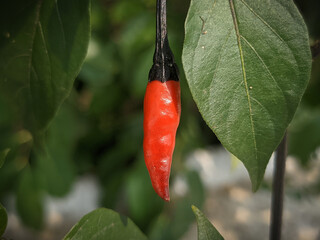 red hot chili peppers.