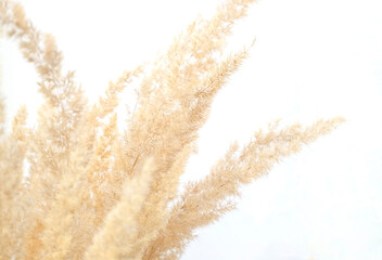 Selective focus on spikelets of pampas grass. Dried pampas grass flower close-up on a white...