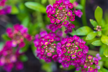 Lobularia maritima purple flowers in the garden