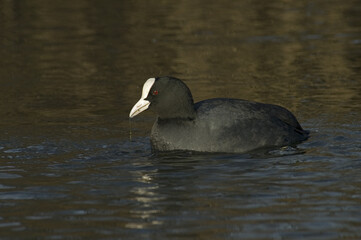 Eurasian Coot, Meerkoet, Fulica atra