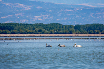 Three Dalmatian Pelicans swimming in the clear blue water of lake Kerkini national reserve park in Northern Greece. Birdwatching and wildlife. Shallow focus.