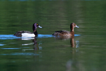 Reiherenten in der Oberlausitz im Frühjahr während der Balz
