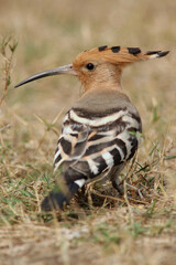 Eurasian Hoopoe, Hop, Upupa epops