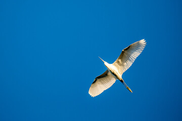 Great White Heron flying over with wings spread widely, clear blue sky, beauty in Nature. Photo taken at lake Kerkini national park, Greece