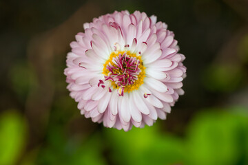 Obraz premium Pink daisy on a flower bed in the garden