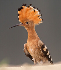 Hop, Eurasian Hoopoe, Upupa epops © AGAMI