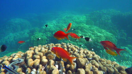 Fototapeta na wymiar Sea Goldie. The most common antias in the Red Sea. Divers see him in huge flocks on the slopes of coral reefs.