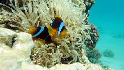 Fototapeta na wymiar Clown fish amphiprion (Amphiprioninae). Red sea clown fish.