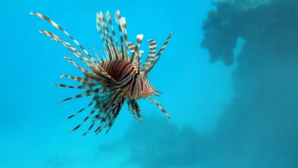 Lion Fish in the Red Sea.