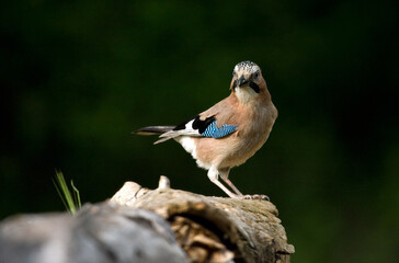 Gaai, Eurasian Jay, Garrulus glandarius