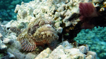 Naklejka na ściany i meble Tassled Scorpionfish. Fish - a type of bone fish Osteichthyes. Scorpaenidae. Flat-headed scorpenopsis.