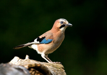 Gaai, Eurasian Jay, Garrulus glandarius