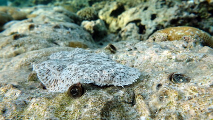 Moses sole. Marble salt, this small salt grows up to 26 cm. Inhabitant on the sandy bottom. It feeds on small benthic invertebrates, crustaceans, and mollusks.