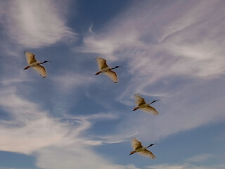  Four Ibis