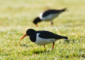 Scholekster, Eurasian Oystercatcher, Himantopus ostralegus