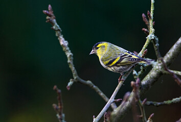 Eurasian Siskin, Sijs, Carduelis spinus