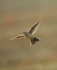 Fototapeta premium Veldleeuwerik, Eurasian Skylark, Alauda arvensis