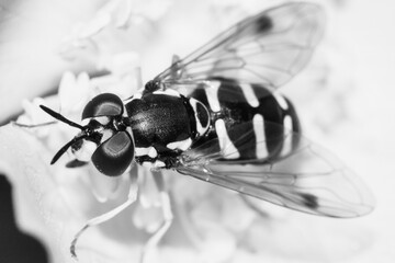 wasp on a beautiful blooming white rosehip flower close-up in black and white
