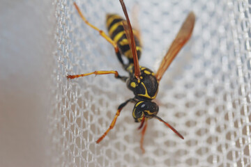 wasp on the curtain from the window, head down 