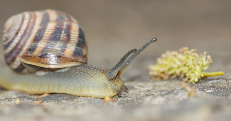 crawling snail with raised tentacles on concrete on blurred background close-up