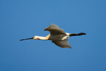 Eurasian Spoonbill, Lepelaar, Platalea leucorodia