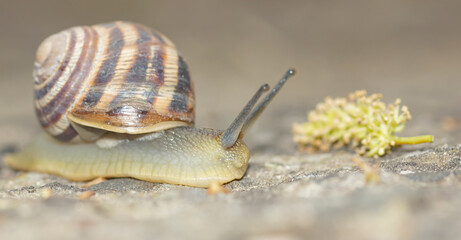  crawling snail with shell and raised tentacles on blurred background © Andrei