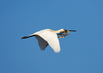 Eurasian Spoonbill, Lepelaar, Platalea leucorodia