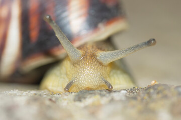 front close-up portrait of a creeping snail