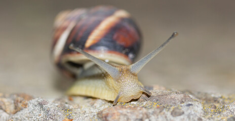 portrait of a creeping snail with a shell on concrete on a blurred background