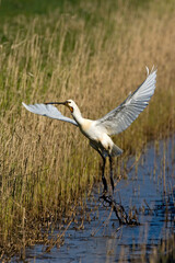 Fototapeta premium Lepelaar, Eurasian Spoonbill, Platalea leucorodia