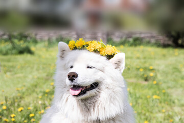 Fototapeta premium A cheerful Samoyed dog wearing a dandelion wreath. The concept of summer happiness