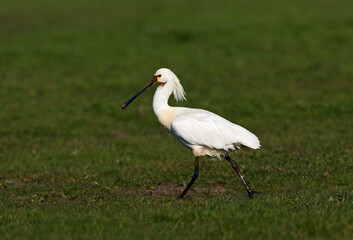 Lepelaar, Eurasian Spoonbill, Platalea leucorodia