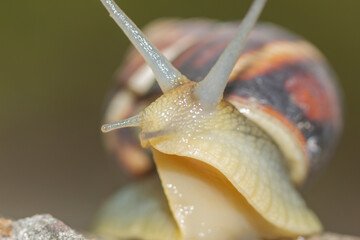 side portrait of a snail with a shell on a stone on a blurred background close up
