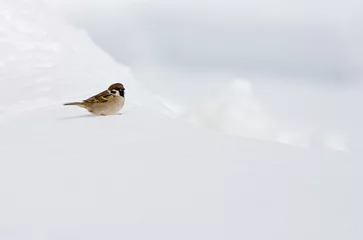 Foto auf Leinwand Eurasian Tree Sparrow, Ringmus, Passer montanus © AGAMI