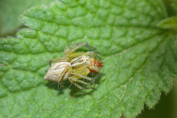 a small funny spider with legs pressed to itself, on a green leaf