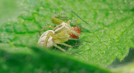 a small funny spider with legs pressed to itself, on a green leaf