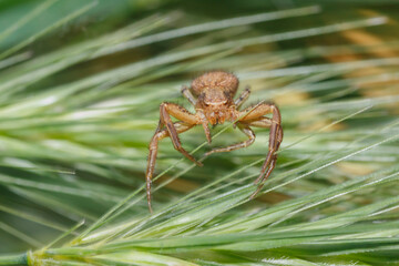portrait of a small brown spider holding a blade of grass