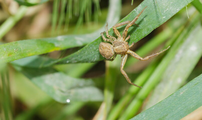 small spider on a blade of grass close-up in the grass