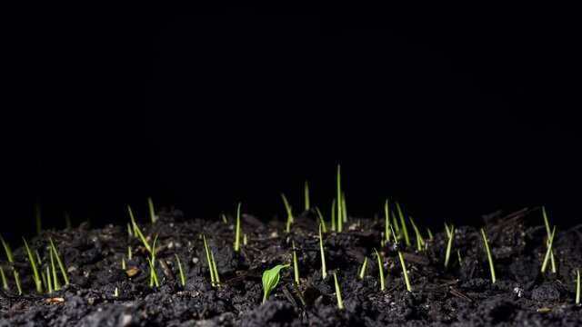 Footage B roll of Growing crop rice tree timelapse. Fresh green rice plant grow time lapse. Nature spring new life and agriculture concept. Gardening food plants. Timelapse Concept new life agricultur