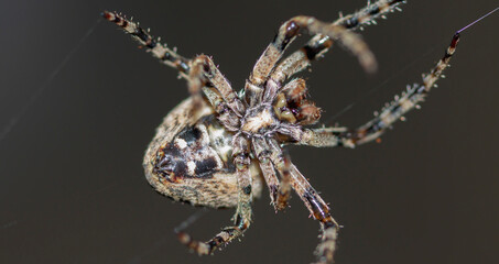 spider hanging on a web close-up bottom view on a dark background